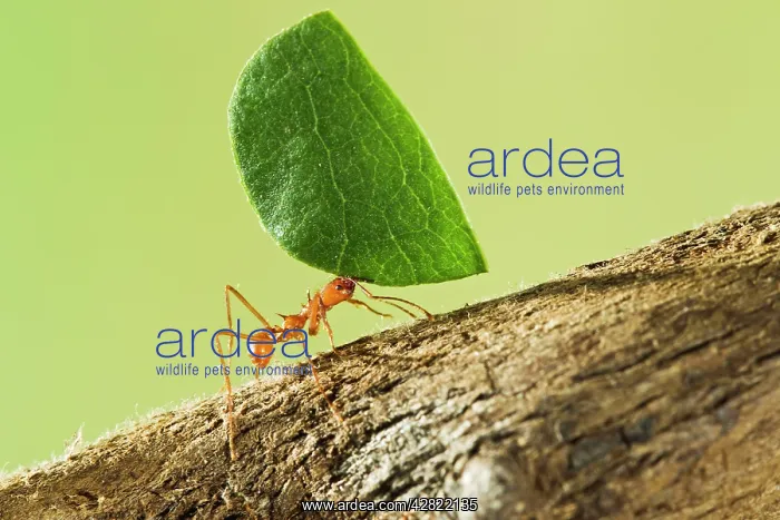 : Leaf Cutter Ant - with leaf : Leaf Cutter Ant - with leaf