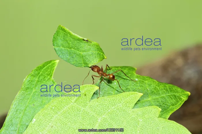 : Leaf Cutter Ant - with leaf : Leaf Cutter Ant - with leaf