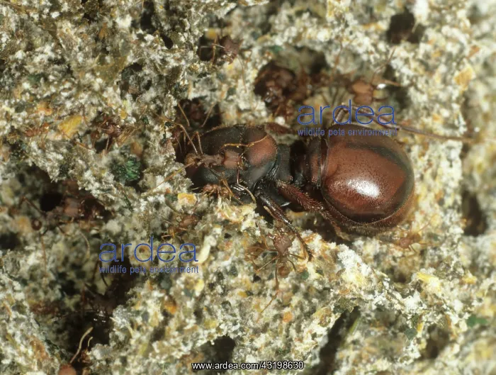 : Leaf-cutter ant queen with workers : Leaf-cutter ant queen with workers