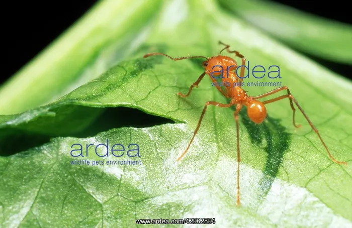 : Leaf Cutter ANT - shows cut in leaf : Leaf Cutter ANT - shows cut in leaf