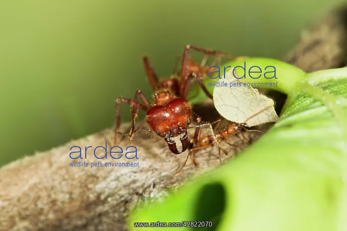 : Leaf Cutter Ant - soldier and worker ants : Leaf Cutter Ant - soldier and worker ants