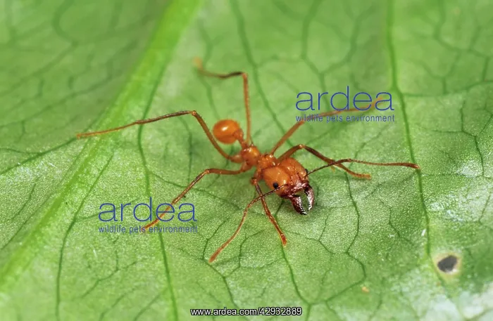 : Leaf-cutter Ants : Leaf-cutter Ants