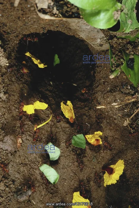  : Leaf-cutter Ants