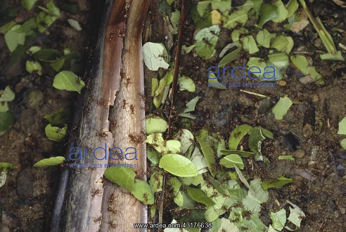 : Leaf-cutter Ants : Leaf-cutter Ants