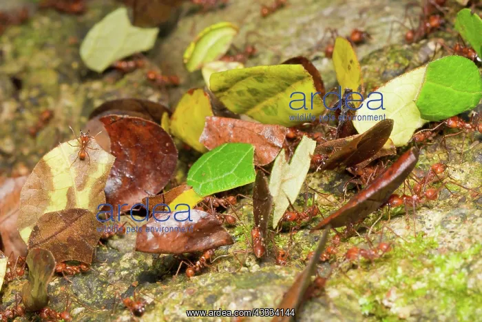 : Leaf-cutter ants : Leaf-cutter ants