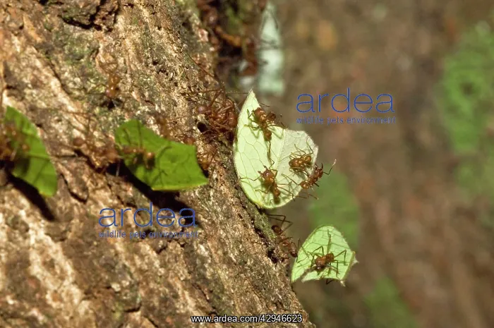 : Leaf-cutter Ants - carrying cut leaves back to the nest : Leaf-cutter Ants - carrying cut leaves back to the nest