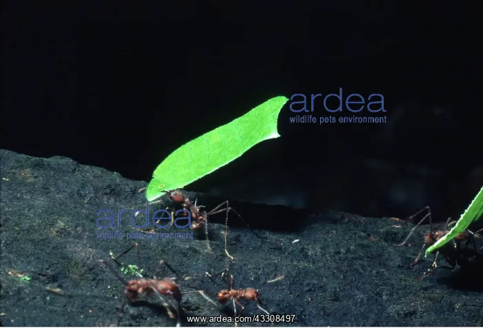 : Leaf-cutter Ants - carrying leaf : Leaf-cutter Ants - carrying leaf