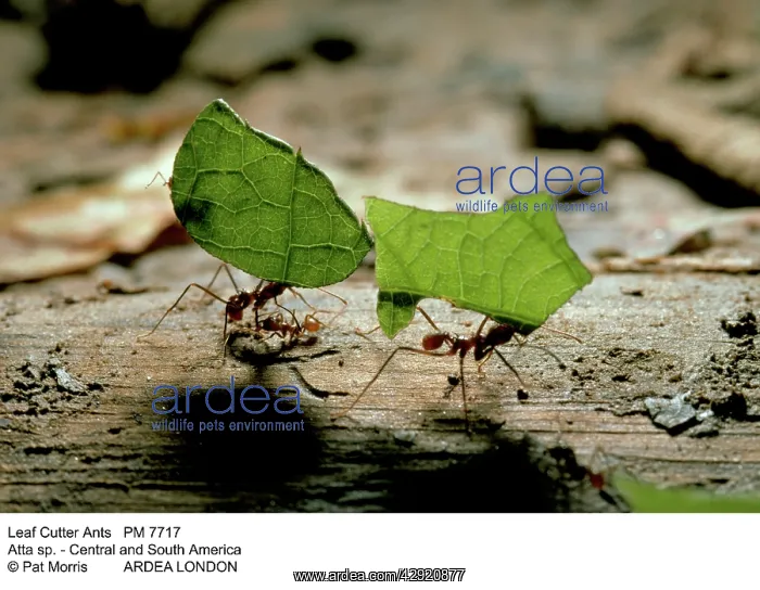 : LEAF-CUTTER ANTS - carrying leaves : LEAF-CUTTER ANTS - carrying leaves