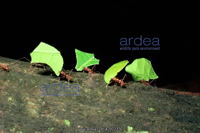 : LEAF-CUTTER ANTS - carrying leaves : LEAF-CUTTER ANTS - carrying leaves