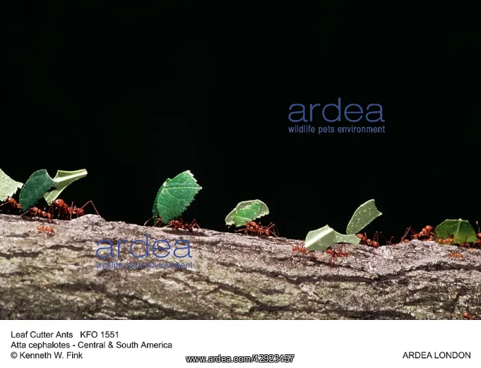 : Leaf-Cutter Ants - carrying leaves : Leaf-Cutter Ants - carrying leaves