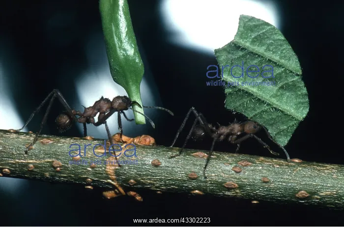: LEAF-CUTTER ANTS - two carrying leaves : LEAF-CUTTER ANTS - two carrying leaves