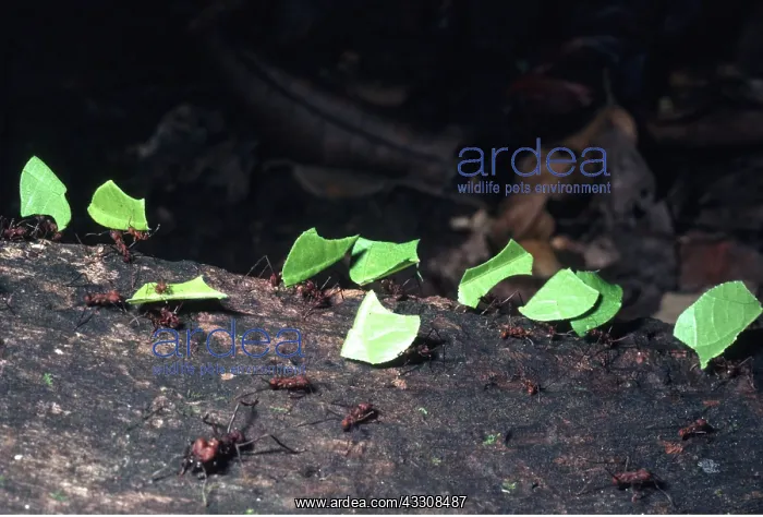 : LEAF-CUTTER ANTS - carrying leaves : LEAF-CUTTER ANTS - carrying leaves