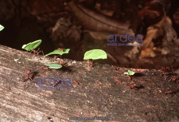 : LEAF-CUTTER ANTS - Carrying leaves : LEAF-CUTTER ANTS - Carrying leaves