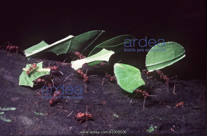 : Leaf-cutter Ants - carrying leaves : Leaf-cutter Ants - carrying leaves