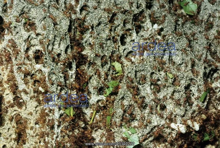: Leaf-cutter Ants - fungus garden in nest : Leaf-cutter Ants - fungus garden in nest