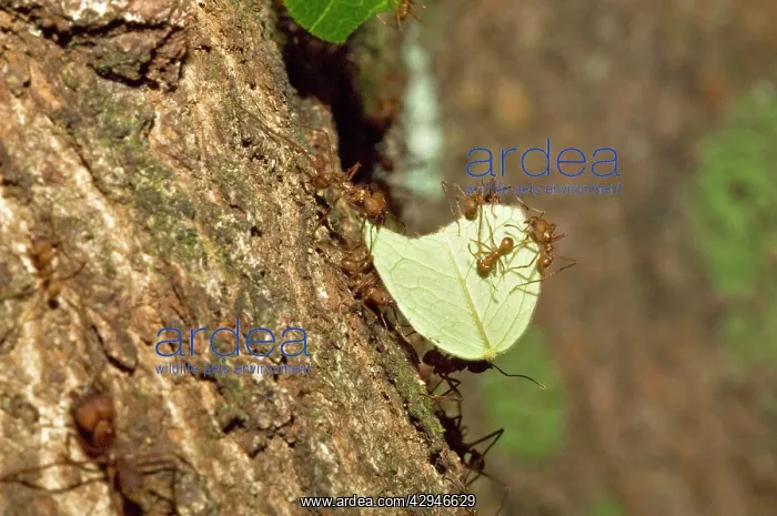 : Leaf-cutter Ants - soldier ant carrying cut leaf : Leaf-cutter Ants - soldier ant carrying cut leaf