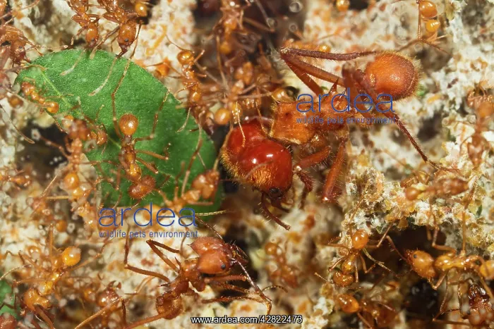 : Leaf Cutter Ants - tending garden in nest - workers : Leaf Cutter Ants - tending garden in nest - workers