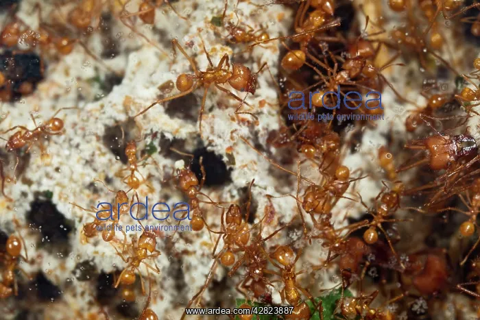 : Leaf Cutter Ants - tending garden in nest - workers : Leaf Cutter Ants - tending garden in nest - workers
