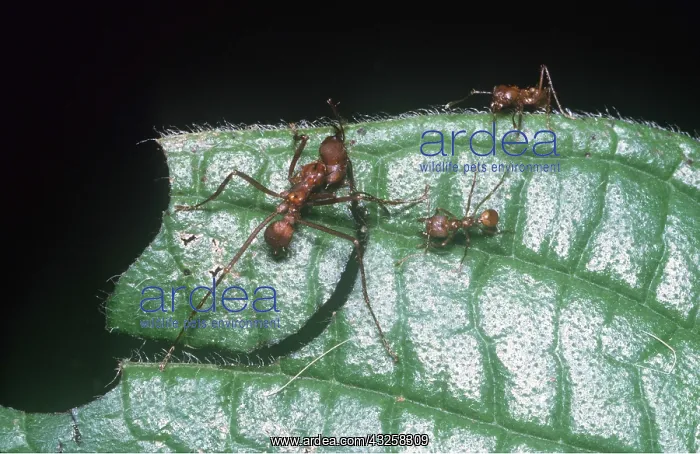 : LEAF-CUTTER ANTS - Worker severing leaf segment : LEAF-CUTTER ANTS - Worker severing leaf segment
