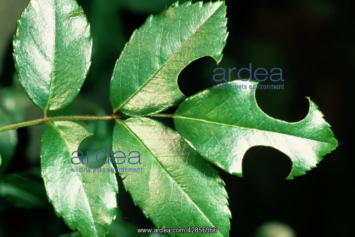 : Leaf-cutter Bee : Leaf-cutter Bee