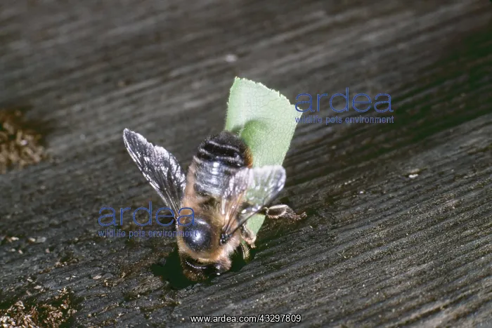 : LEAF-CUTTER BEE - With cut out leaf : LEAF-CUTTER BEE - With cut out leaf
