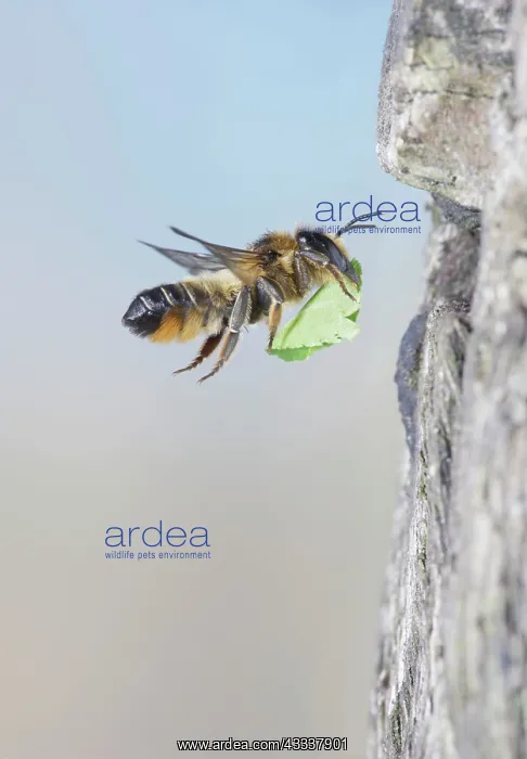 : Leaf Cutter Bee - flying to nest with leaf : Leaf Cutter Bee - flying to nest with leaf