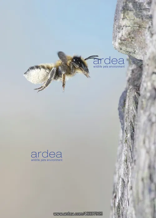 : Leaf cutter bee - flying to nest with pollen : Leaf cutter bee - flying to nest with pollen