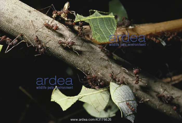 : Leaf-cutting Ants : Leaf-cutting Ants