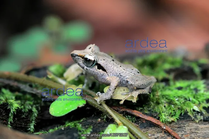 : Leaf-dwelling shrub frog : Leaf-dwelling shrub frog