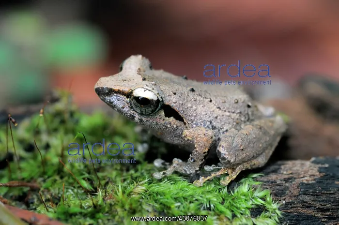 : Leaf-dwelling shrub frog : Leaf-dwelling shrub frog