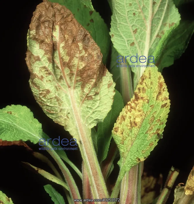 : Leaf eelworm damage : Leaf eelworm damage