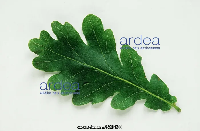 : LEAF - English Oak : LEAF - English Oak