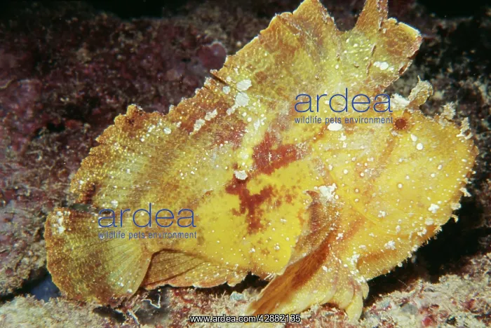 : LEAF FISH (Taenianotus triacanthus). Indo-Pacific : LEAF FISH (Taenianotus triacanthus). Indo-Pacific