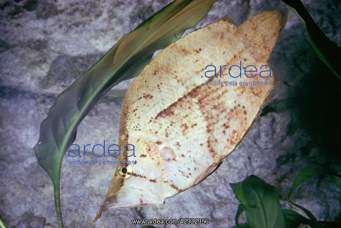: Leaf Fish - mimicry : Leaf Fish - mimicry