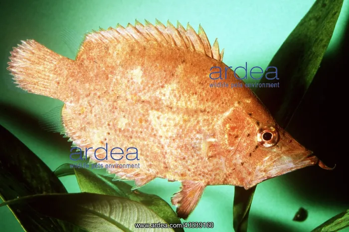 : LEAF FISH - resembles a dead leaf : LEAF FISH - resembles a dead leaf
