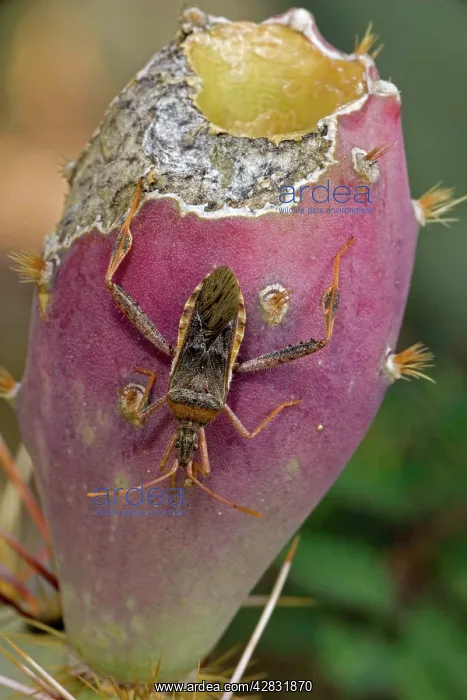 : Leaf-footed Bug - adult sucking juices from prickly : Leaf-footed Bug - adult sucking juices from prickly