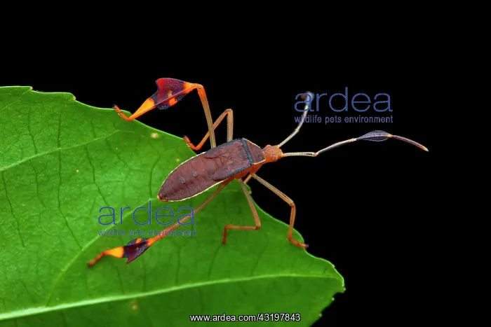 : Leaf-footed bug (Anisoscelis foliaceus) nymph on : Leaf-footed bug (Anisoscelis foliaceus) nymph on