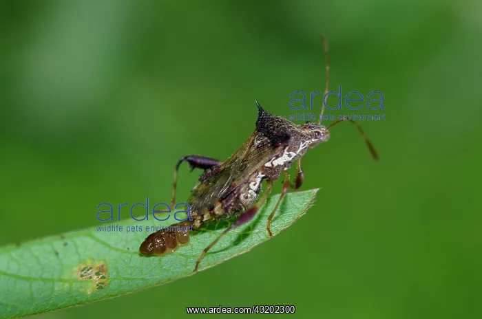 : Leaf-footed Bug laying eggs - Saba, Bali, Indonesia : Leaf-footed Bug laying eggs - Saba, Bali, Indonesia