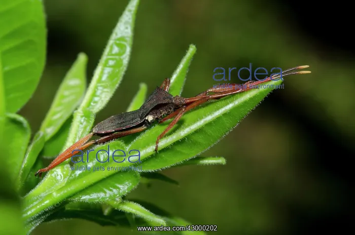  : Leaf-footed Bug - on leaf - Klungkung, Bali, Indonesia