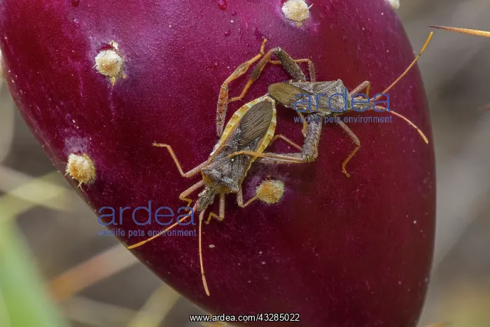 : Leaf-footed Bug - Narnia inornata adults mating on prickly p : Leaf-footed Bug - Narnia inornata adults mating on prickly p