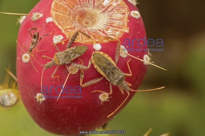 : Leaf-footed Bug - Narnia inornata adults and nymph, on prick : Leaf-footed Bug - Narnia inornata adults and nymph, on prick