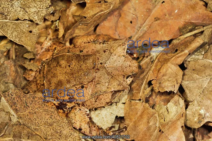 : Leaf Frog - close up camouflaged in leaves : Leaf Frog - close up camouflaged in leaves