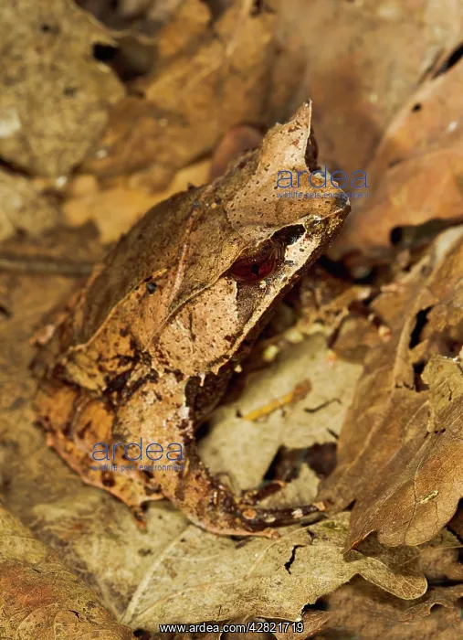 : Leaf Frog - close up camouflaged in leaves : Leaf Frog - close up camouflaged in leaves