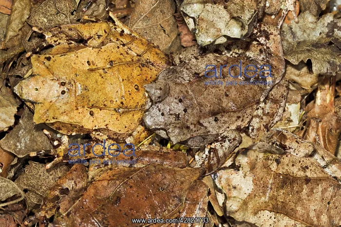 : Leaf Frog - group of five camouflaged in leaves : Leaf Frog - group of five camouflaged in leaves