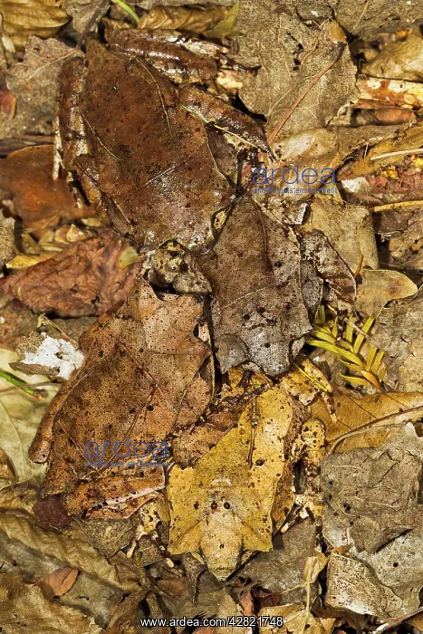 : Leaf Frog - group of four camouflaged in leaves : Leaf Frog - group of four camouflaged in leaves
