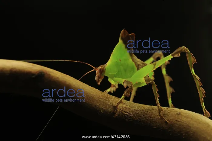 : Leaf Grasshopper : Leaf Grasshopper