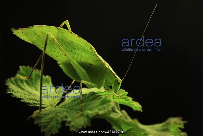: Leaf Grasshopper : Leaf Grasshopper