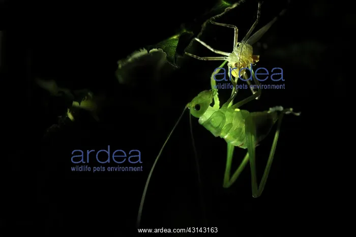  : Leaf Grasshopper