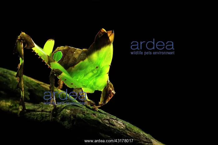 : Leaf Grasshopper : Leaf Grasshopper