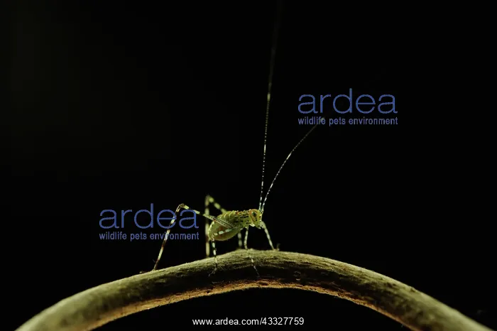 : Leaf Grasshopper : Leaf Grasshopper